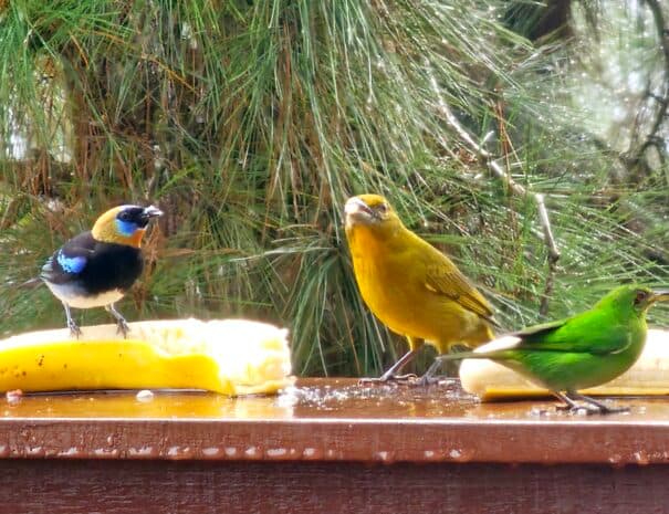 At the feeders