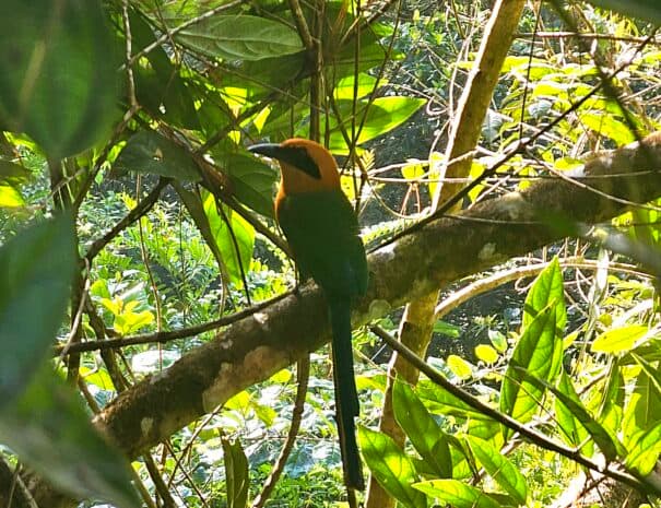 Broad-billed Motmot