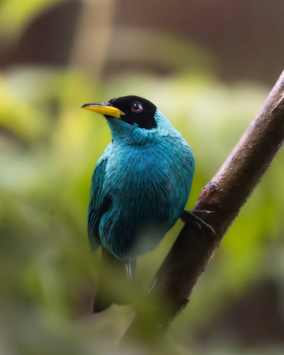 Green Honeycreeper on the branch